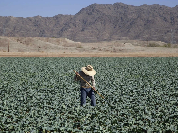A farm worker wearing a hat hoes rows of broccoli in Yuma, Arizona