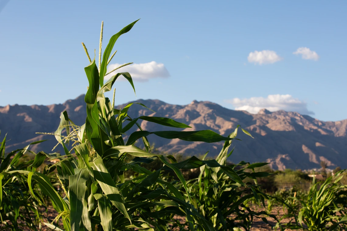 Michael Kotutwa Johnson's corn research field.