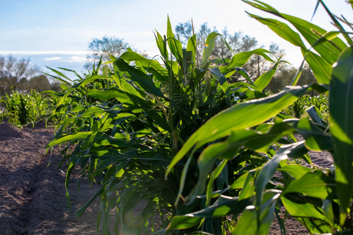 Michael Kotutwa Johnson's corn research field.