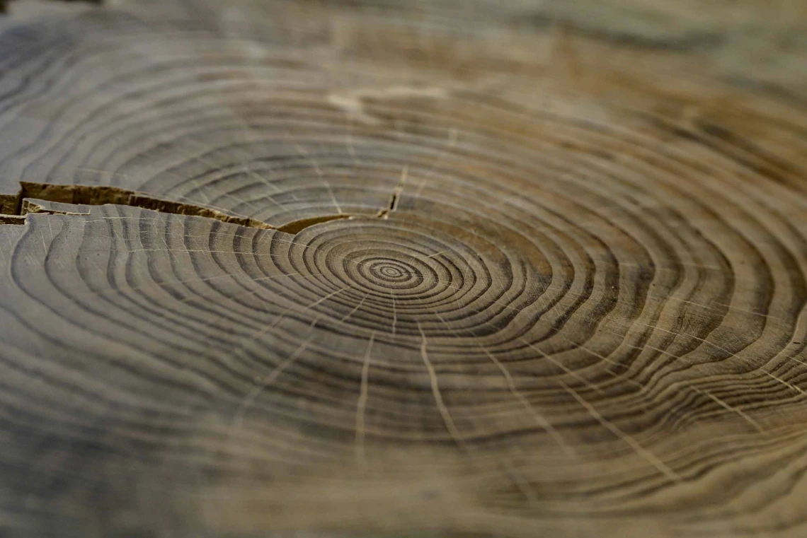 Tree rings shown in a tree cross section