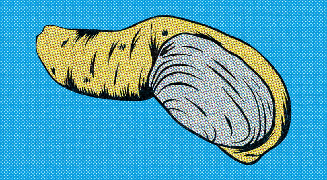 Geoduck A graphic illustration of a geoduck