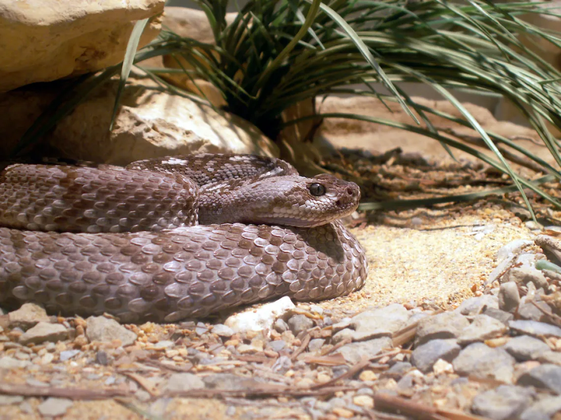 Black-tailed rattlesnake A black-tailed rattlesnake coiled up outside of its den