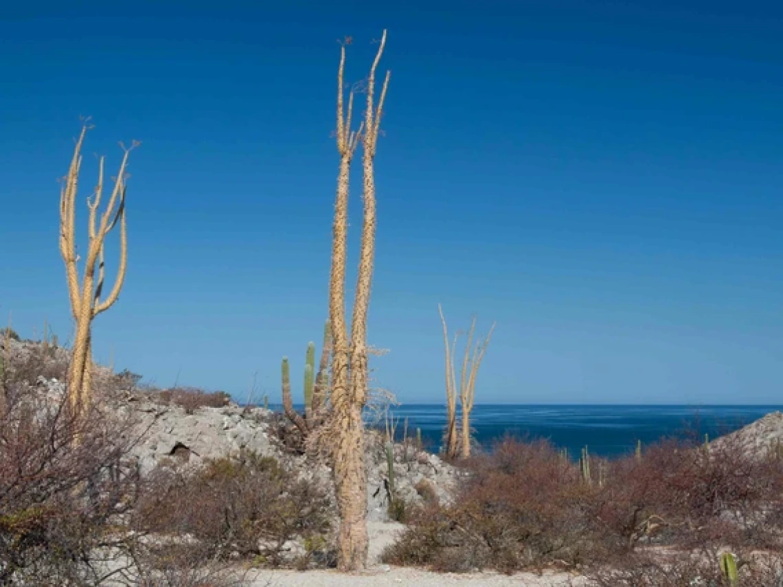 Boojum trees grow in a desert landscape, with the blue waters of the Gulf of California in the background. 